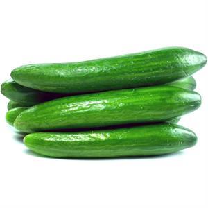 Mucci Cucumber Persian, 1.5 Lb